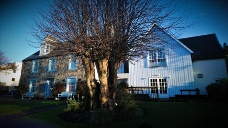 the-lime-tree