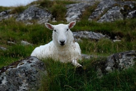 White sheep resting among lichen-covered rocks and grass
