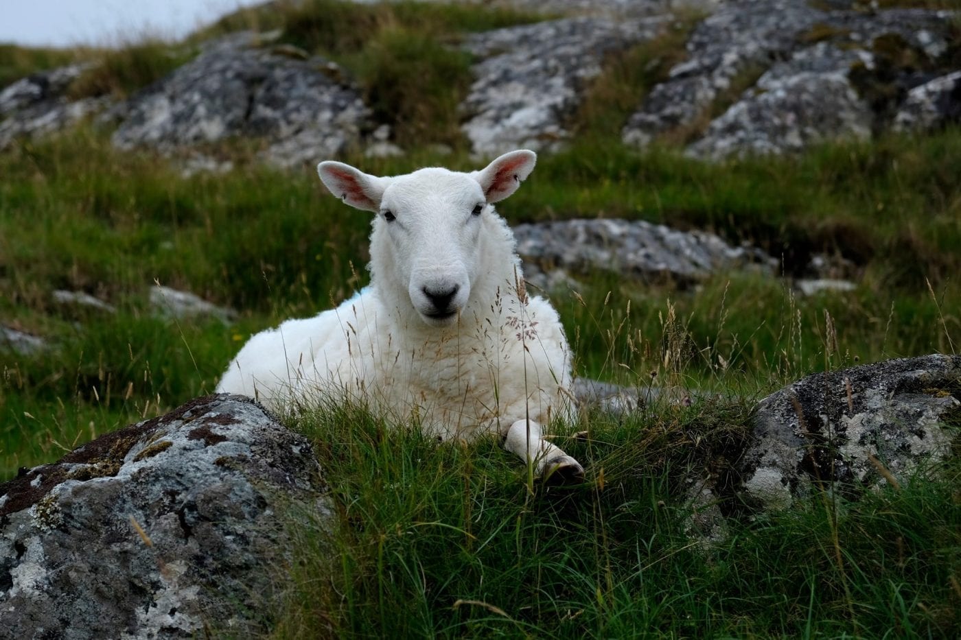 Achmelvich Coast walk