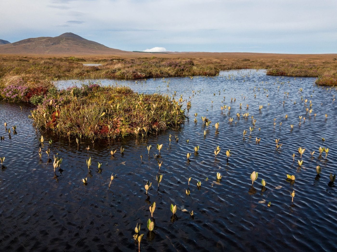 Take a nature trail at Forsinard Flows Nature Reserve