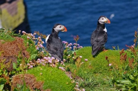 Two puffins stand among pink thrift flowers on a clifftop above the sea