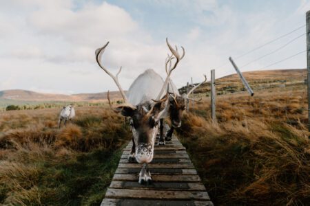 Cairngorm Reindeer Centre