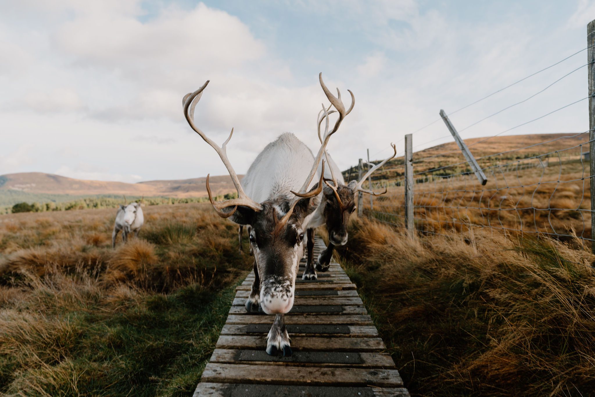 Cairngorm Reindeer Centre