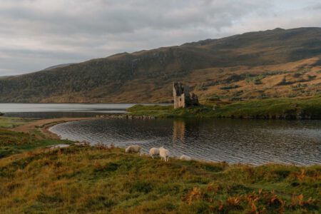 Sheep graze beside a loch with a ruined castle on its shore