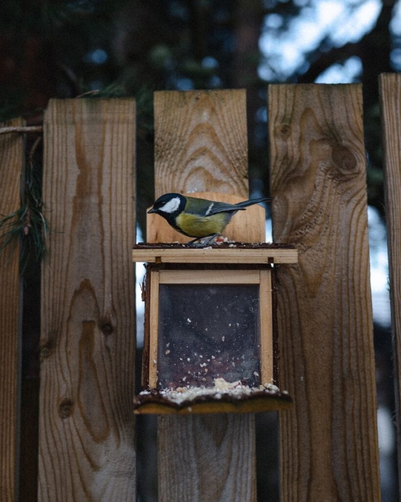 Great tit perched on a wooden bird feeder fixed to a fence