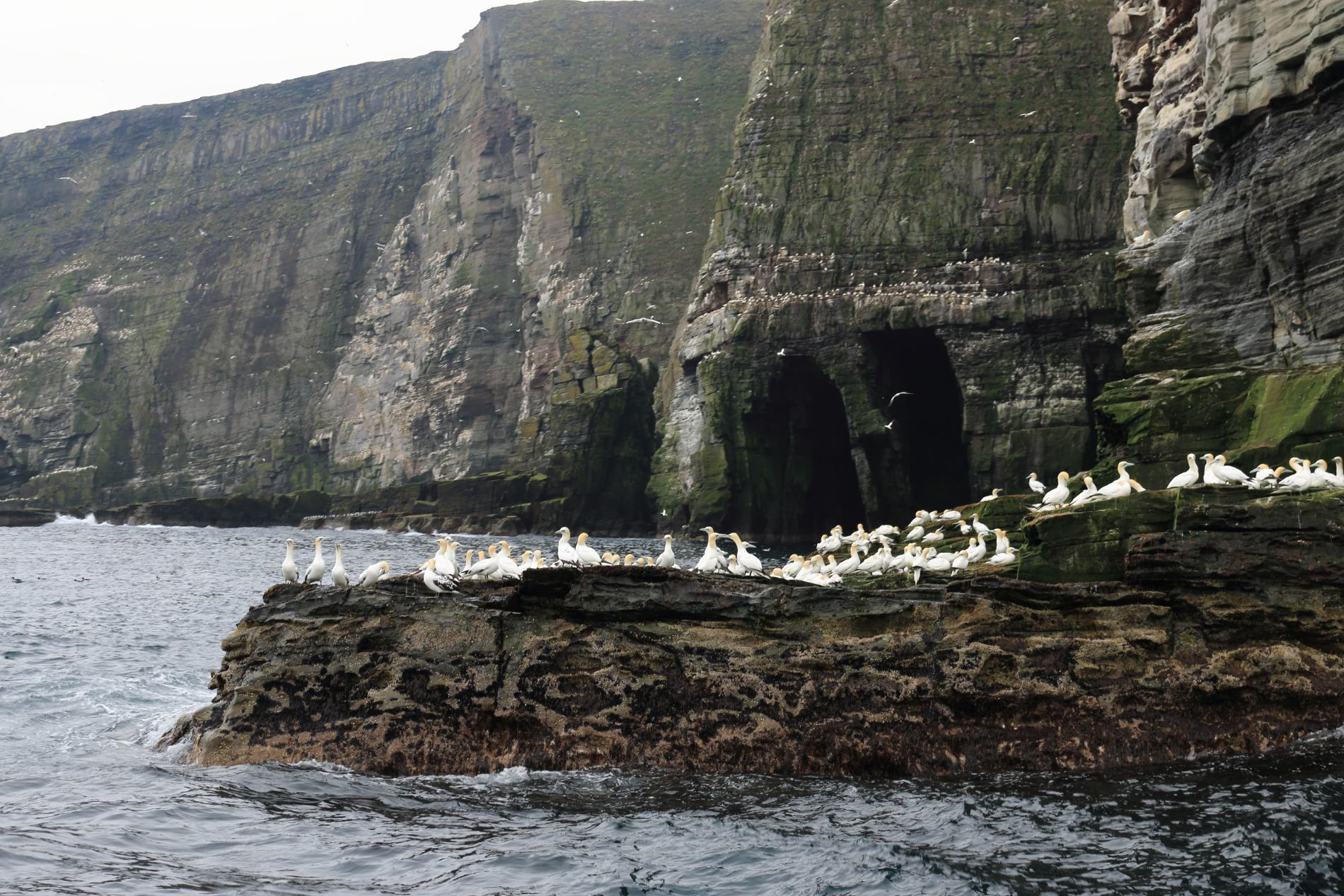 Isle of Noss