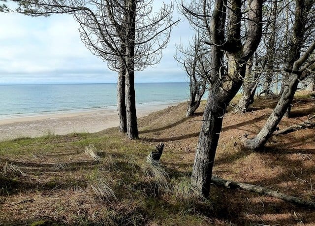 Roseisle Forest