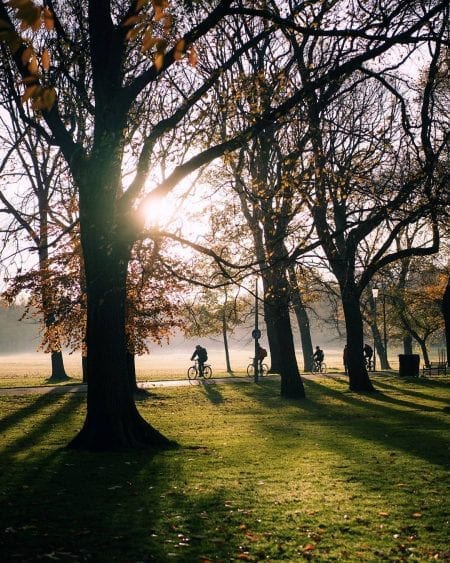 The Meadows
