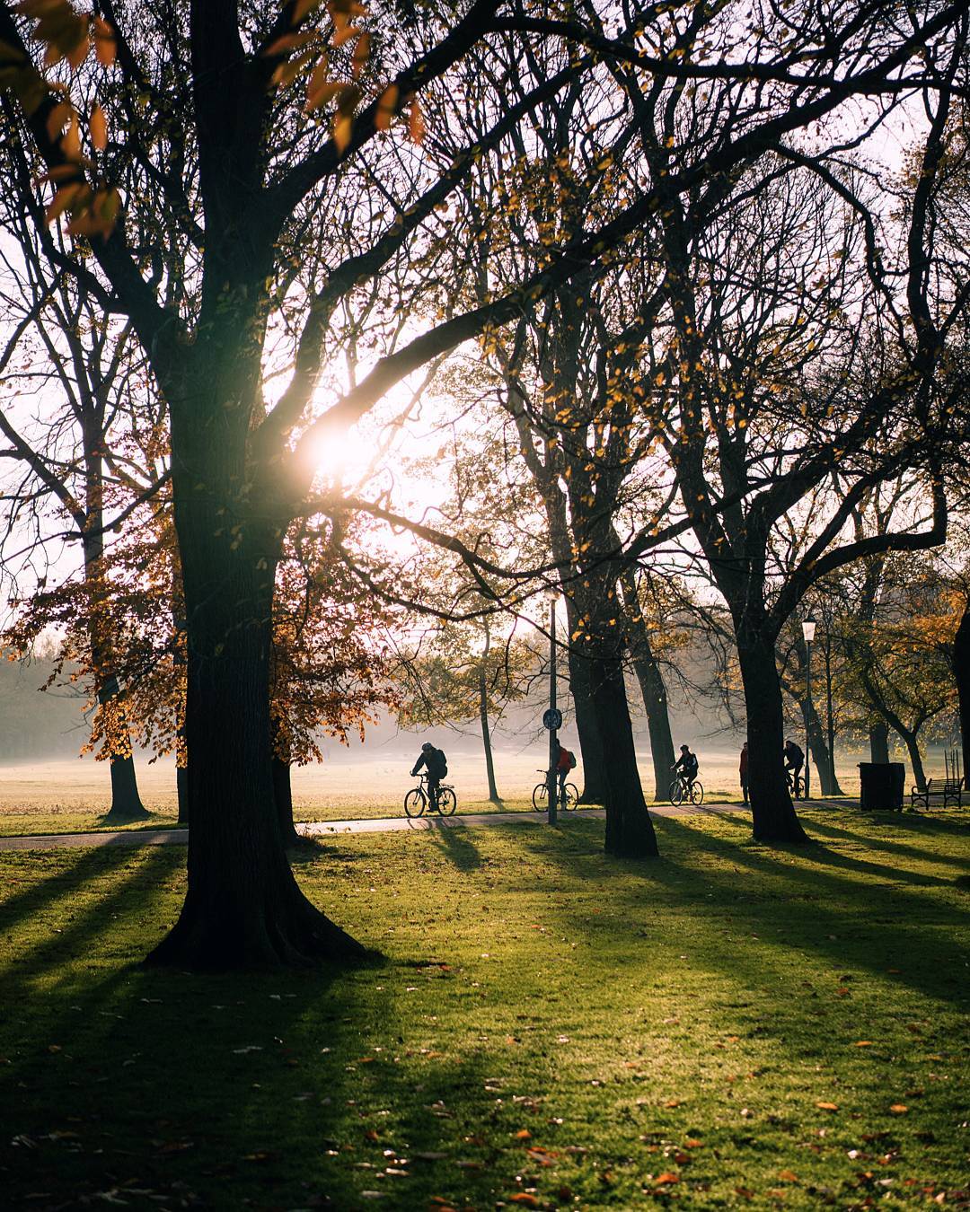 The Meadows