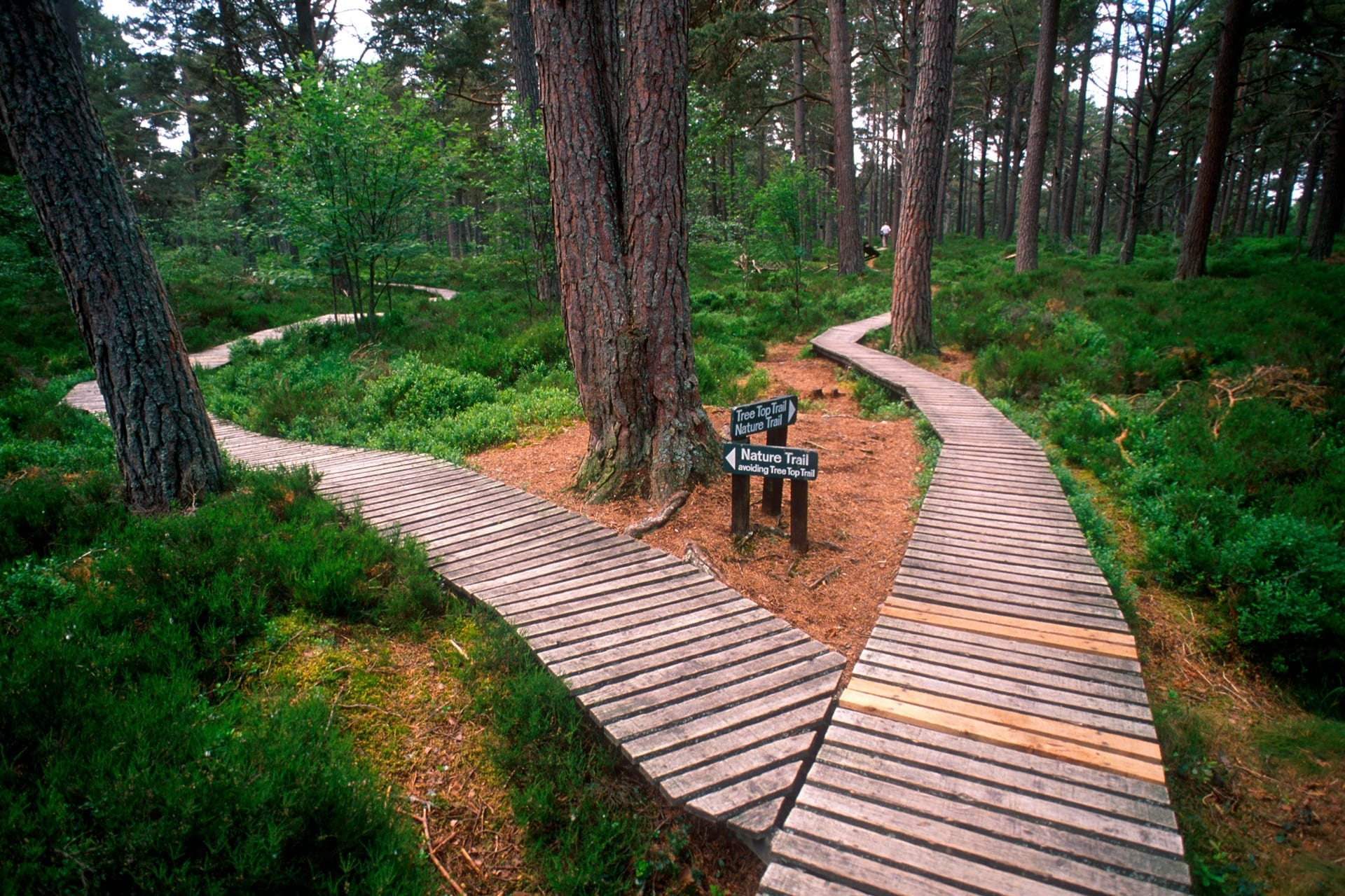 Landmark Forest Adventure Park