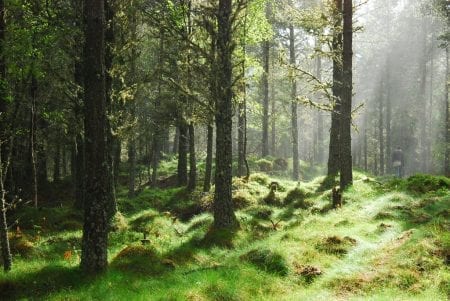 Try walking one of the stages of the Great Glen Way