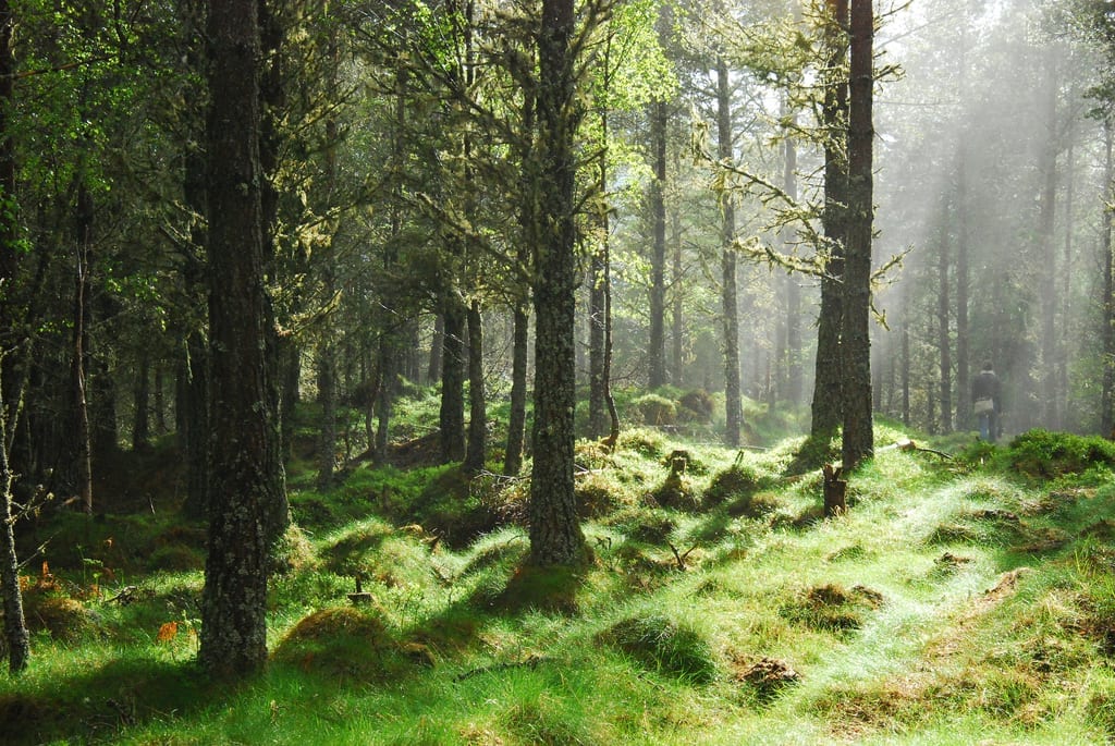 Try walking one of the stages of the Great Glen Way