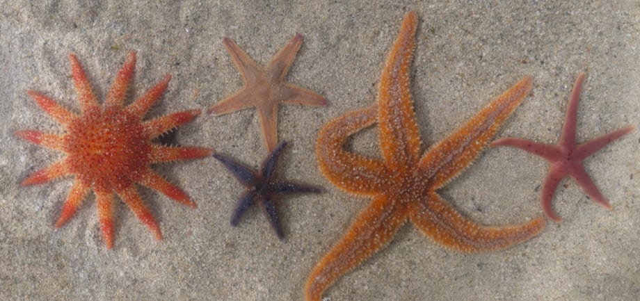 Have a close encounter with Mull sea creatures at Mull Aquarium