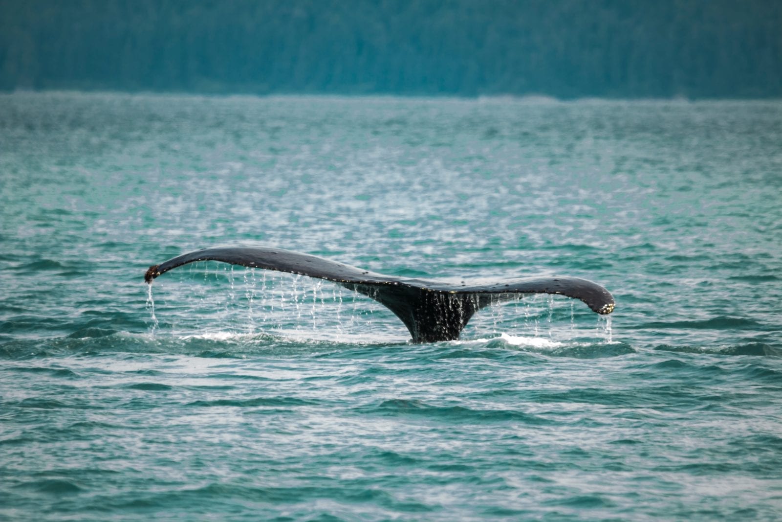 Watch some Whales!