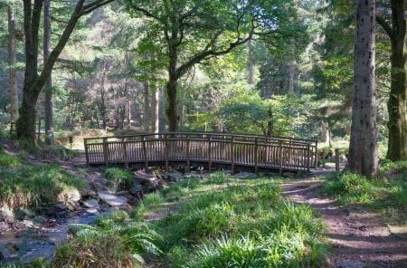 A wooden footbridge over a burn in the green forest.