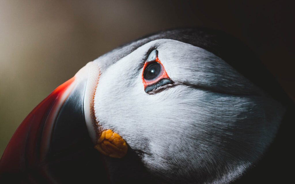 Close-up of a puffin's face, showing red-rimmed eye and orange beak markings