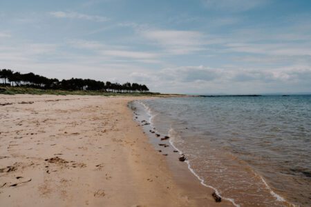 Waves lapping a sandy beach lined with distant pine trees