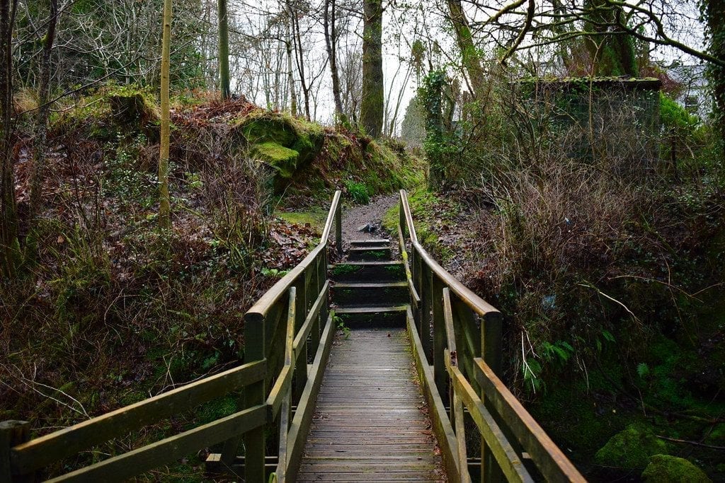 Wooden footbridge leading to stone steps through mossy woodland