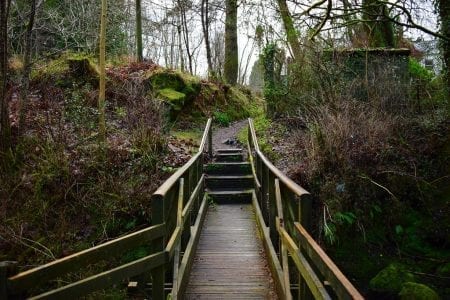 Wooden footbridge leading to stone steps through mossy woodland