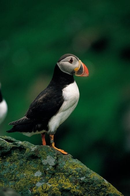 Puffin with a coloured leg ring standing on a lichen-covered rock