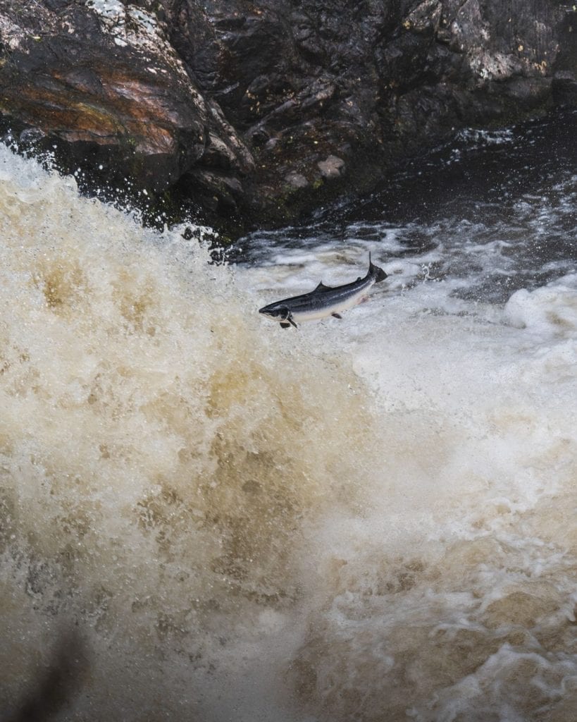Salmon leaping up a peat-stained waterfall between dark rocky ledges