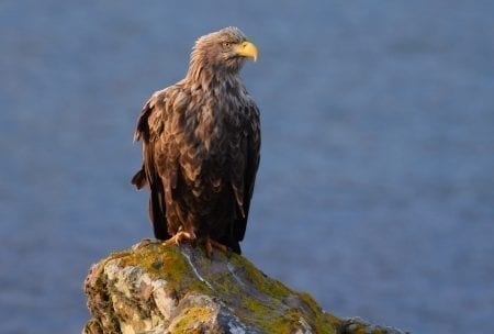 Wildlife watching & photography on the Isle of Skye