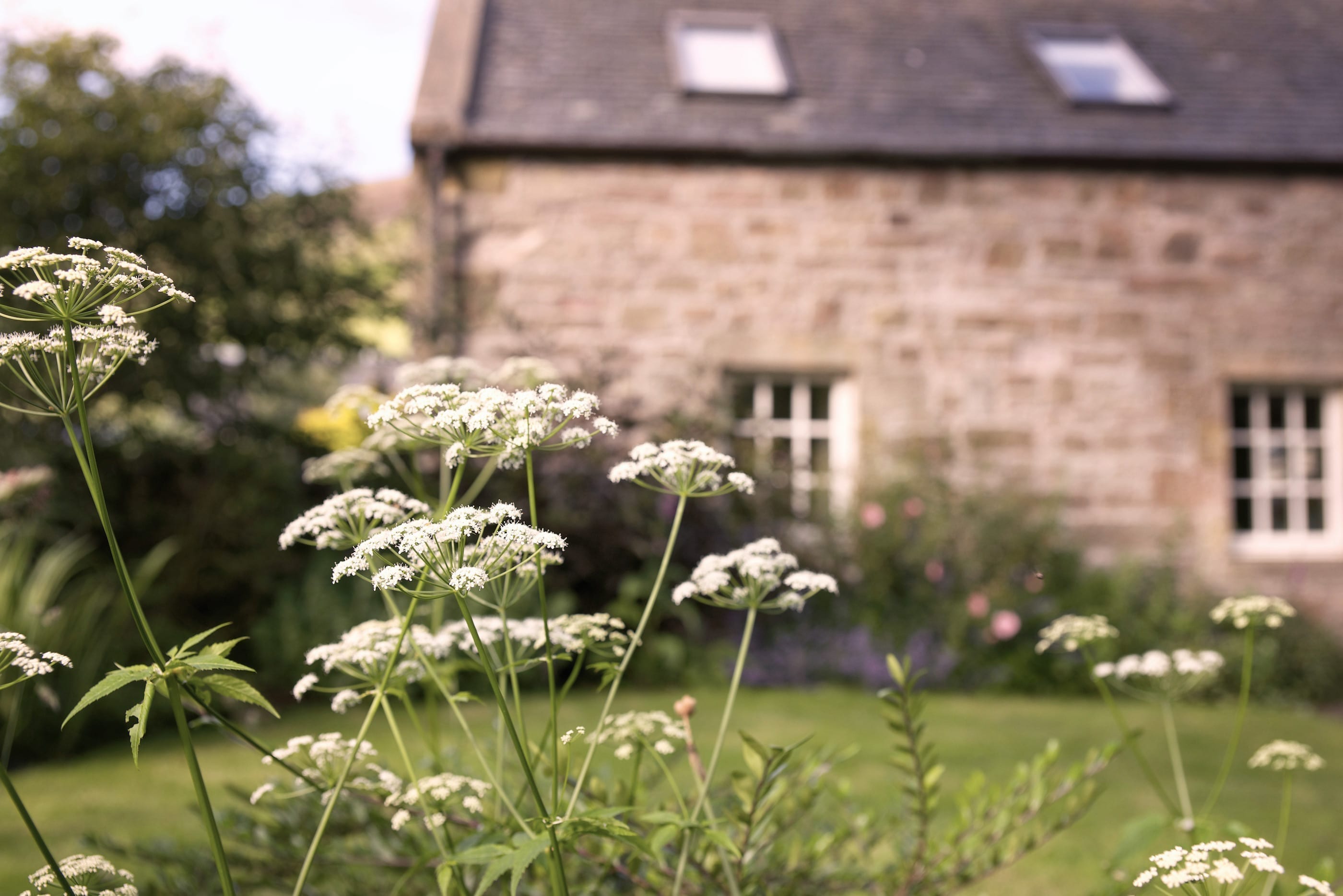 Steading