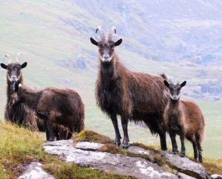Wild goats stand on a rocky hillside overlooking a misty glen