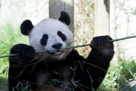 Edinburgh Zoo