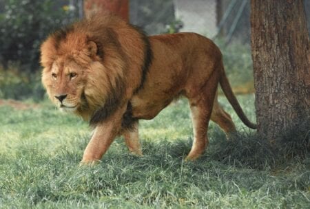 Blair Drummond Safari & Adventure Park