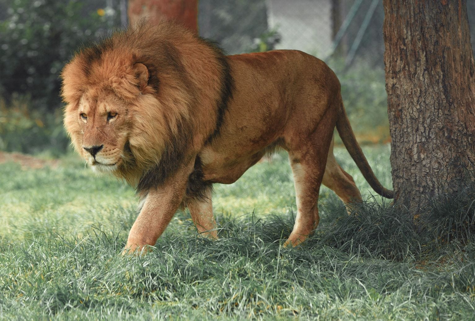 Blair Drummond Safari & Adventure Park