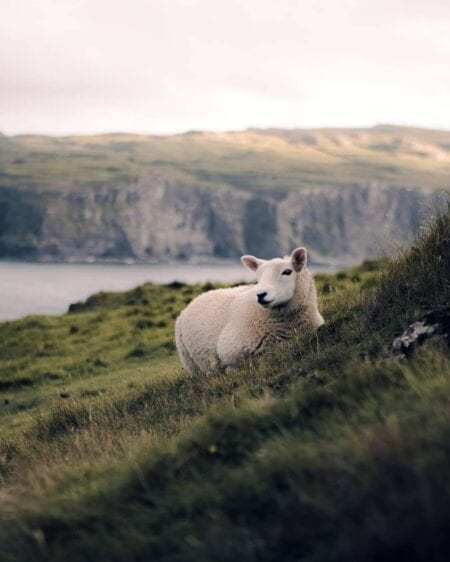 Oronsay Island, Ullinis