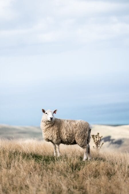 Ramasaig to Orbost Coastal Walk