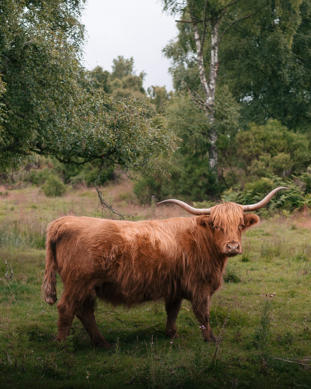Glen Tanar