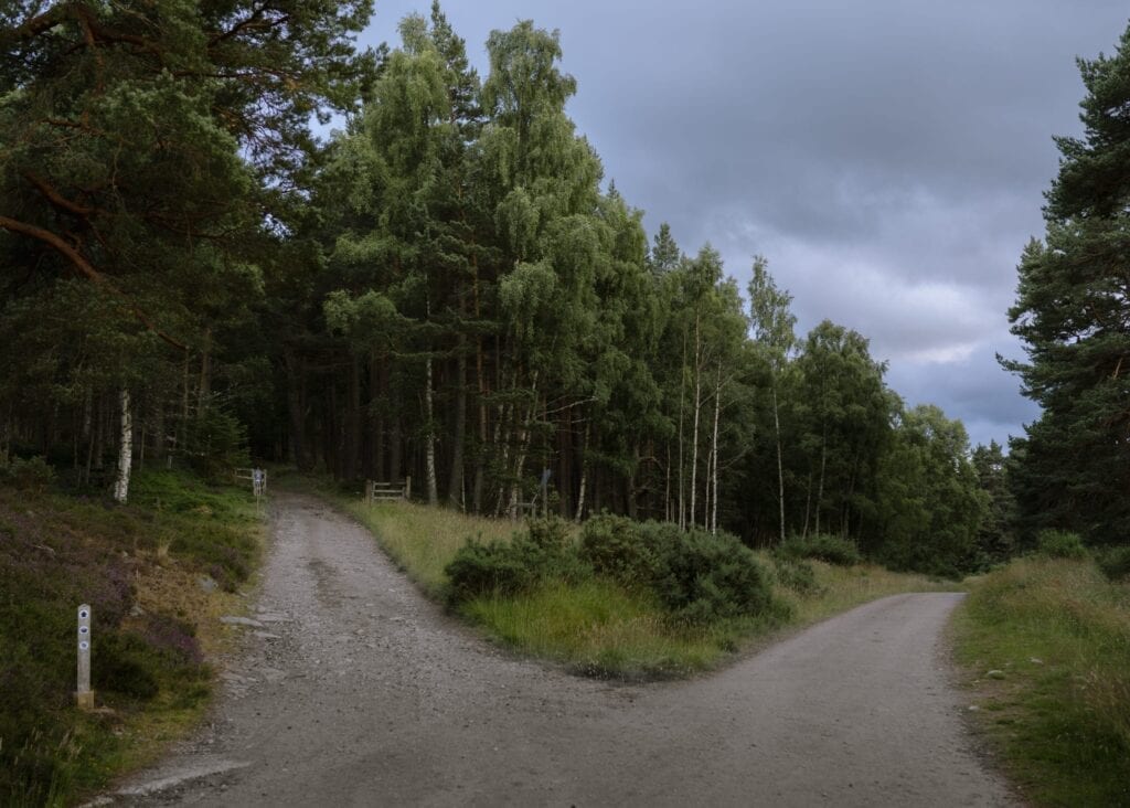 Two tracks forking through the pinewood in Glen Tanar.