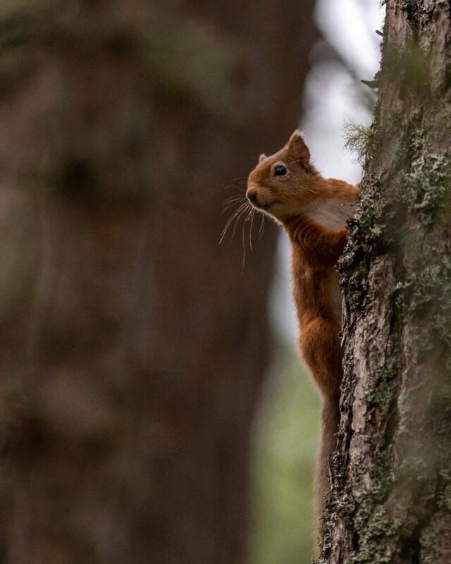 Loch Garten Nature Reserve