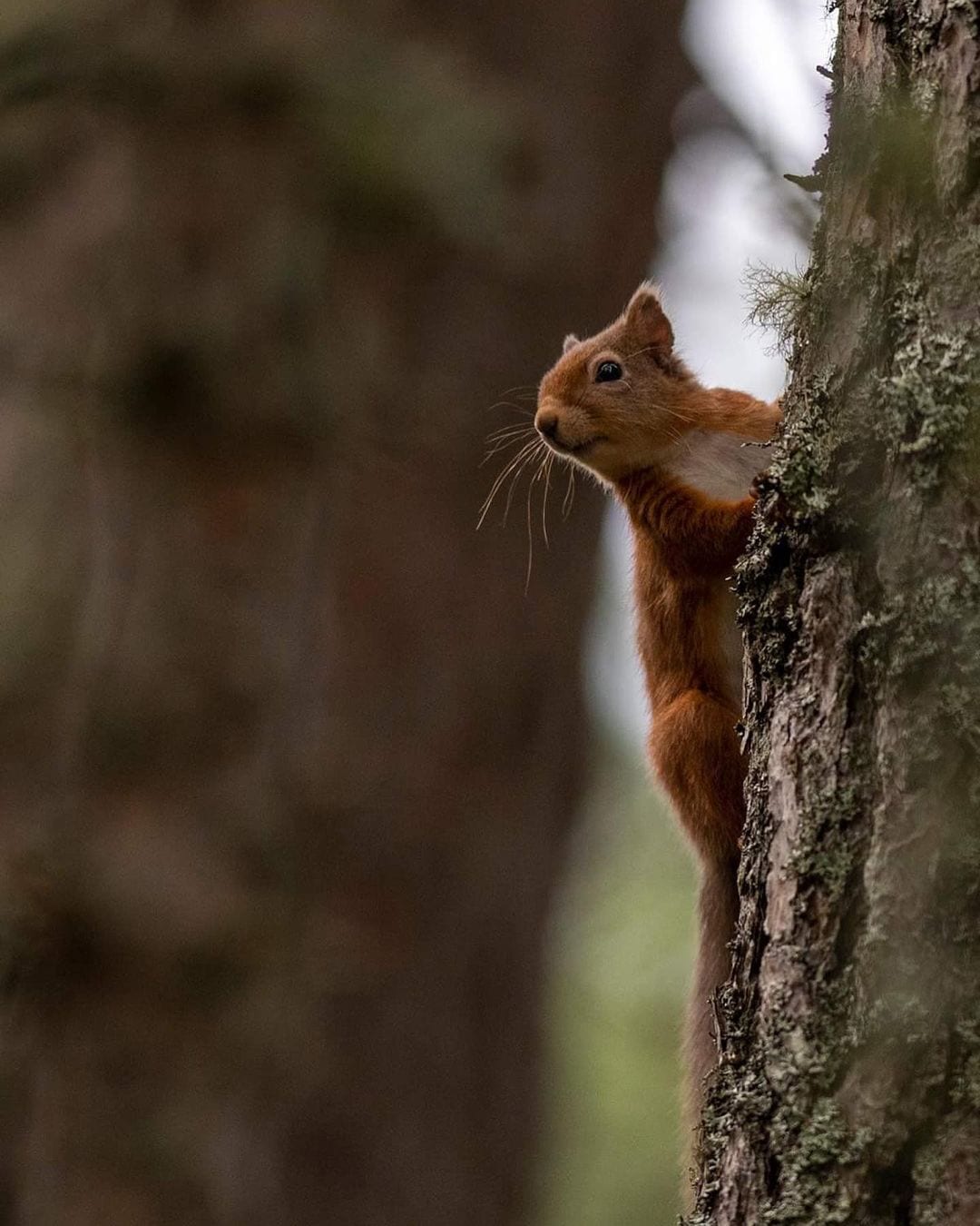 Loch Garten Nature Reserve