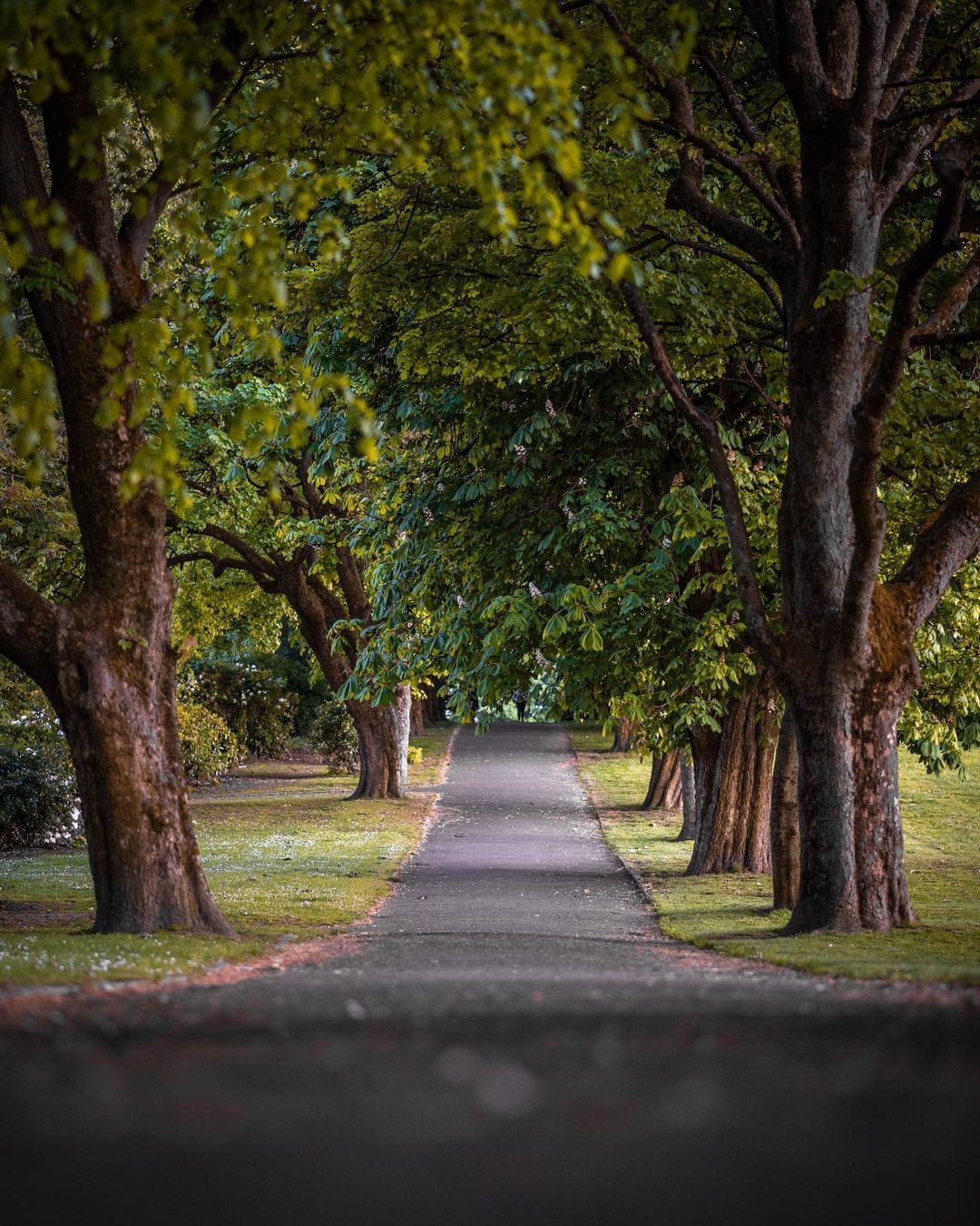 Tollcross Park