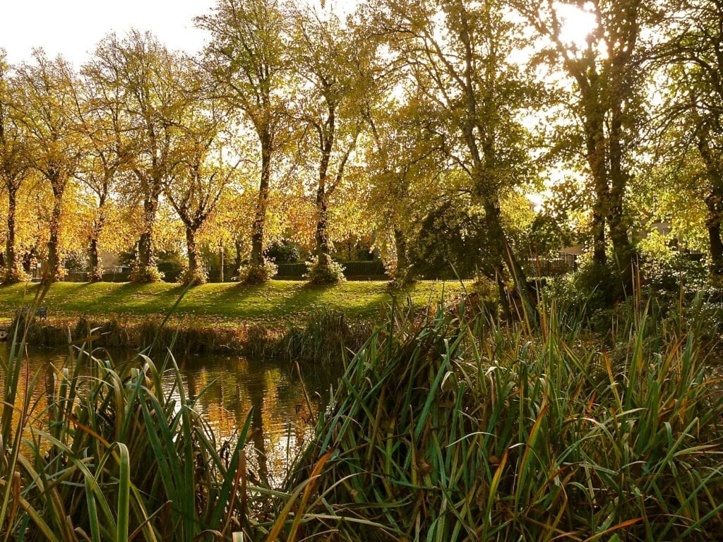 Maxwell Park in Pollokshields in autumn, low sun through golden trees behind reeds at the edge of the pond.