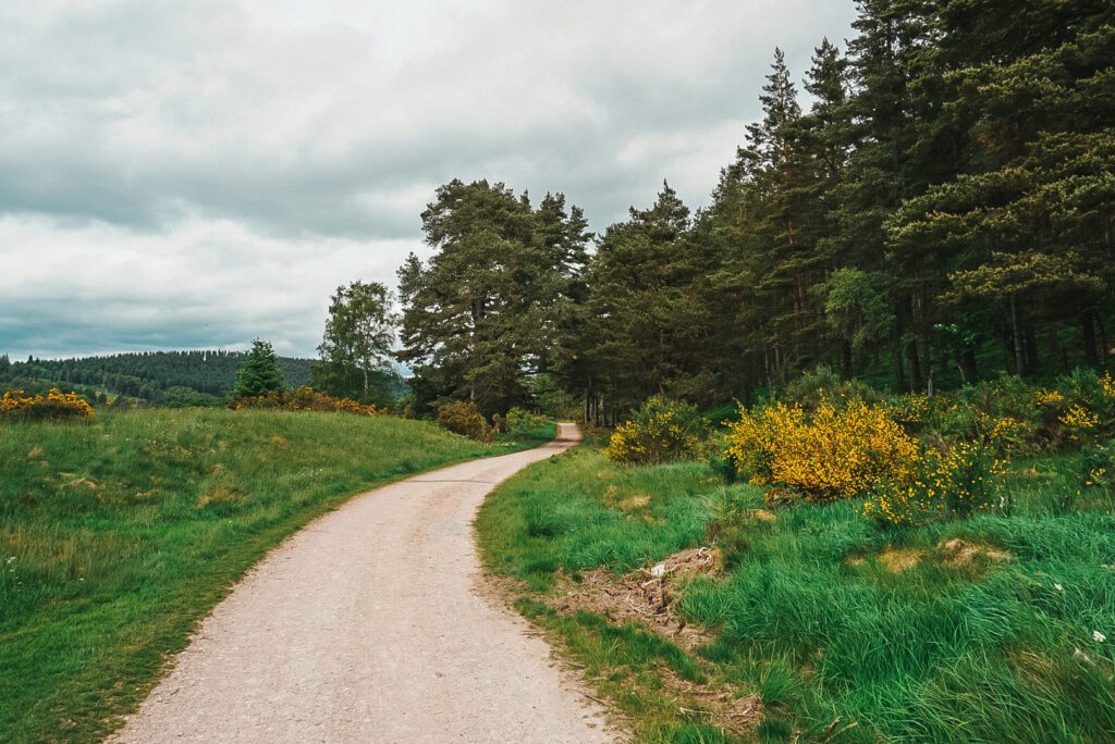 A track through Glen Tanar between pines and yellow broom.