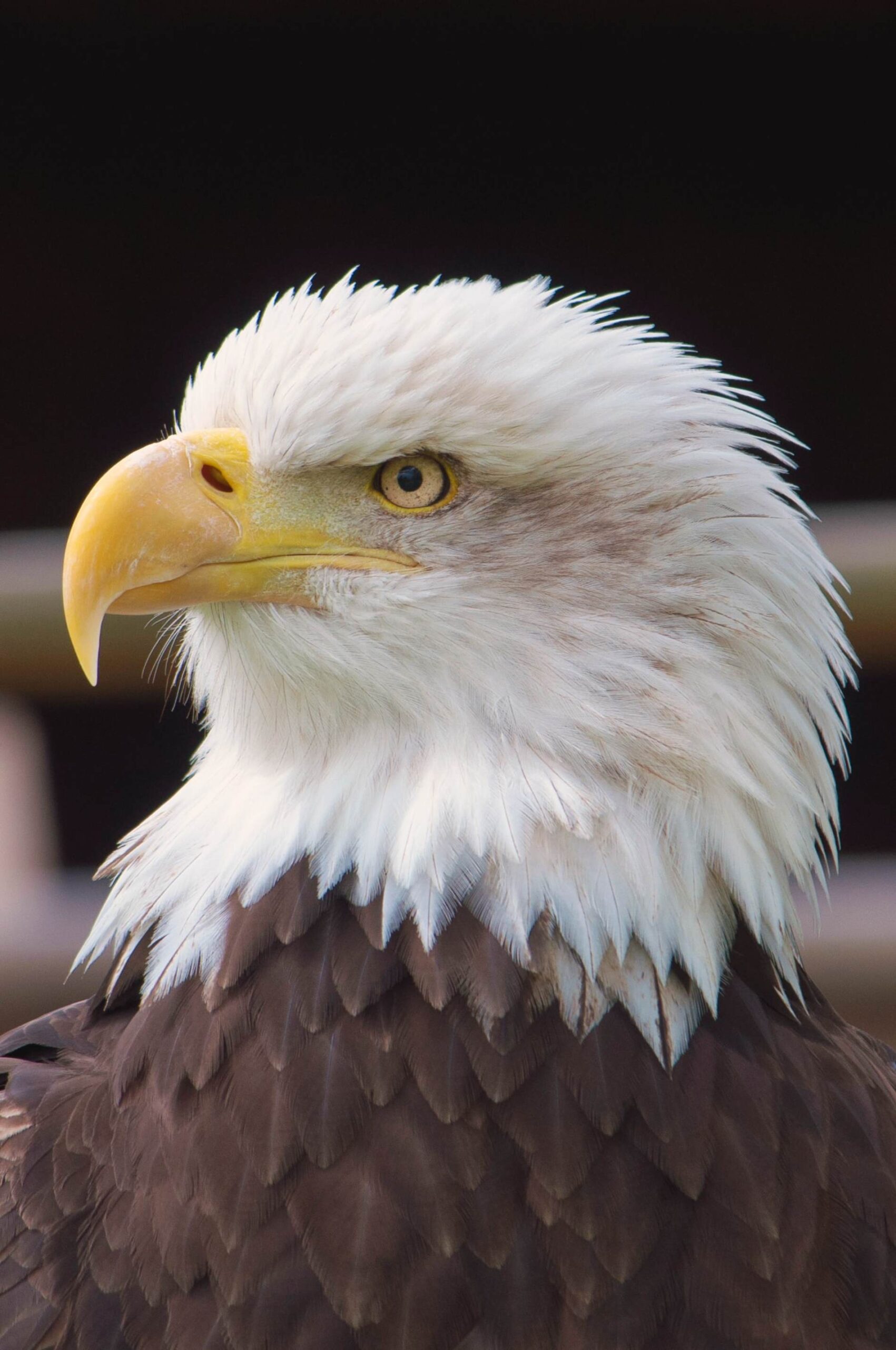 Huntly Falconry Centre