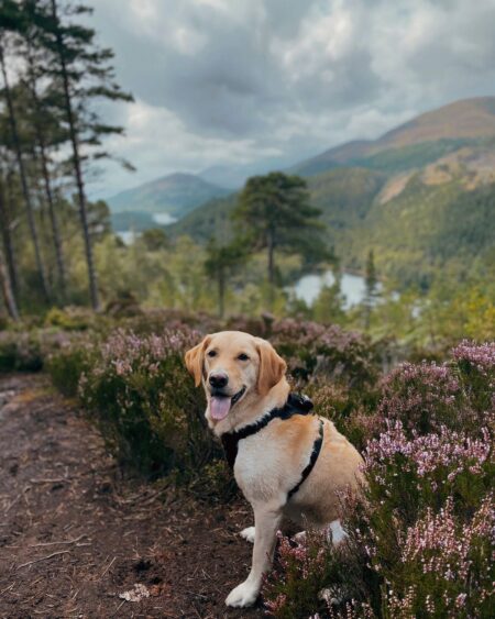 Dog Falls