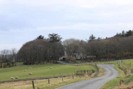 The road to Kergord past sheep in a field, the woods around the house beyond.
