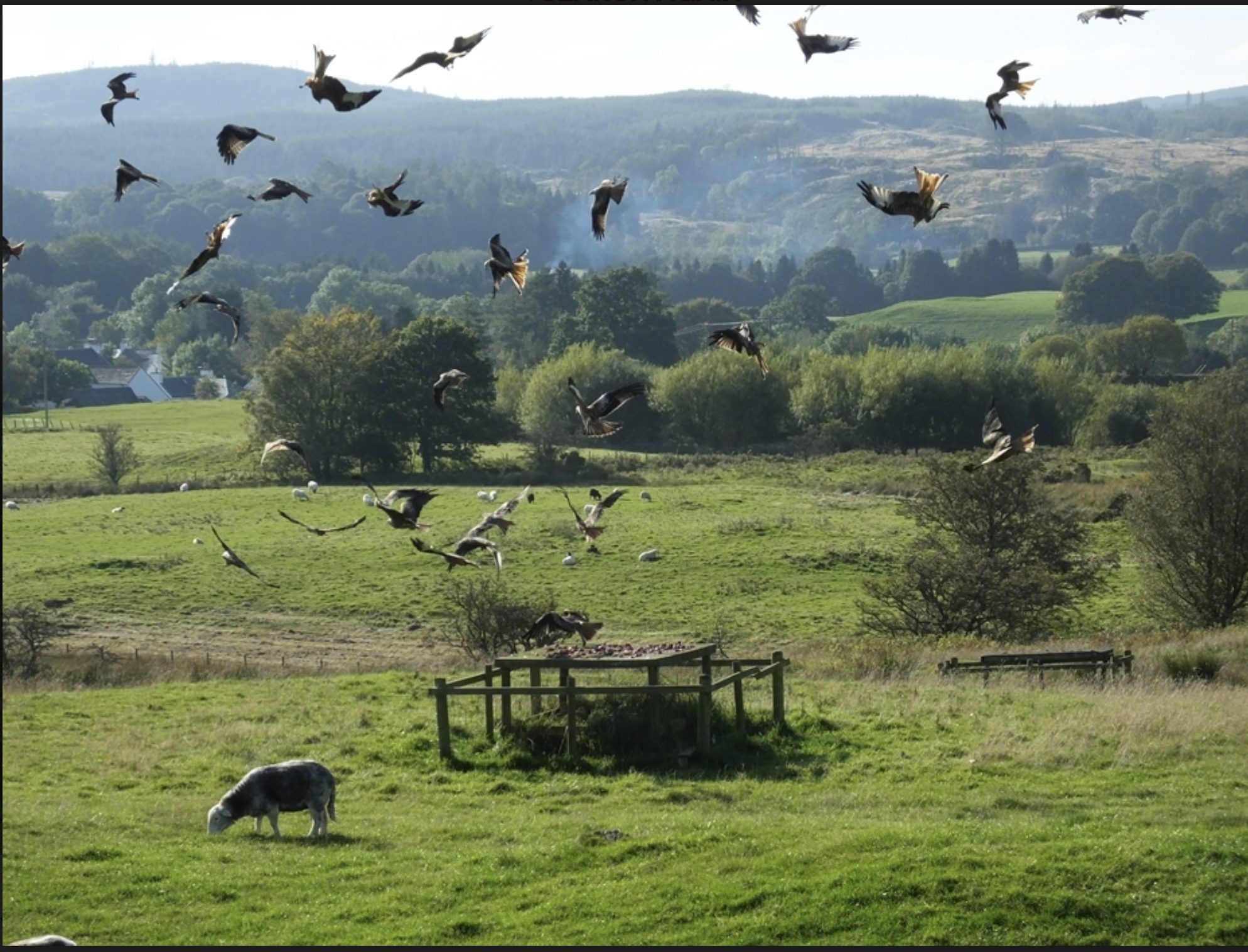 Galloway Kite Trail
