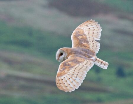 Wild Eskdale