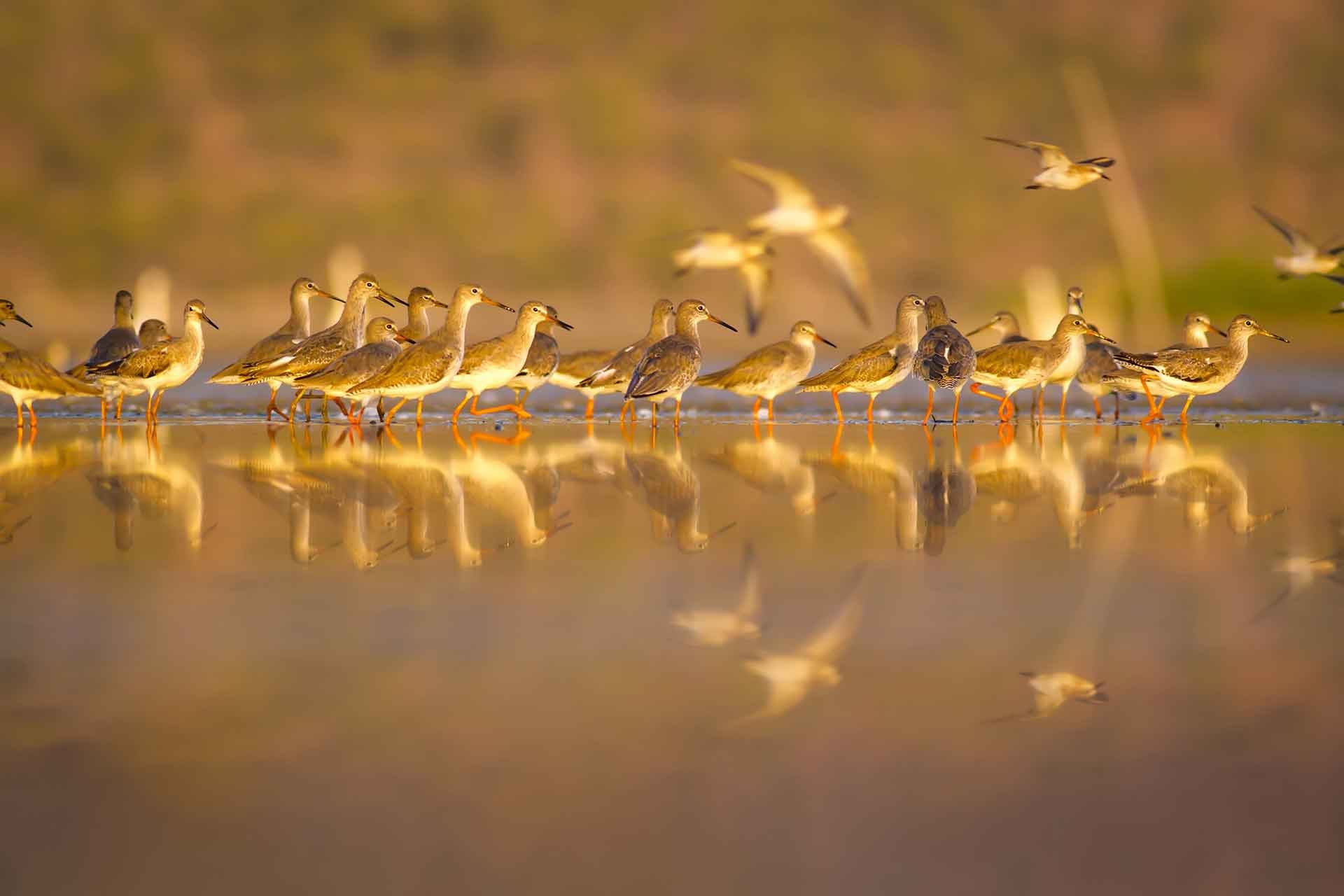 WWT Caerlaverock Wetland Centre