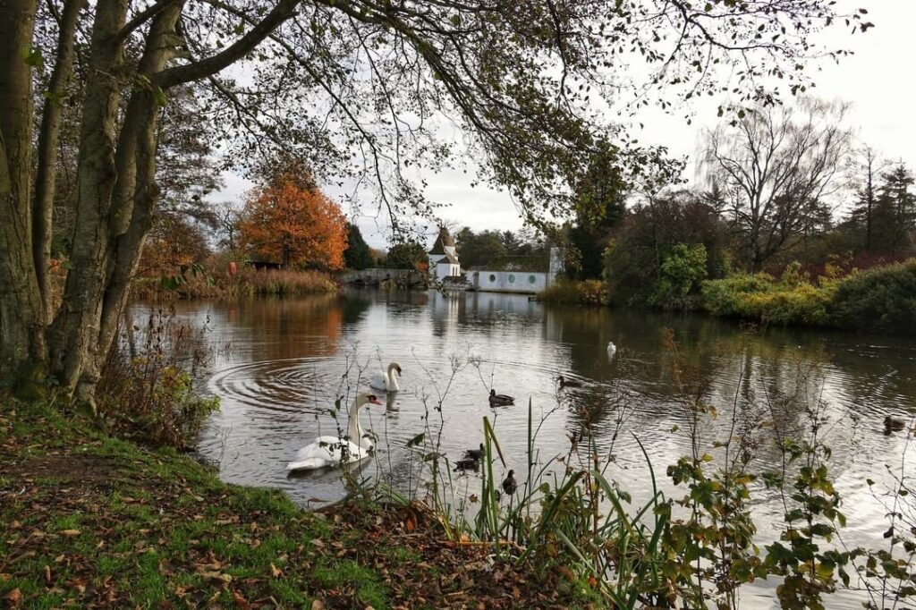 Swans and ducks on a park pond, autumn trees framing a distant boathouse