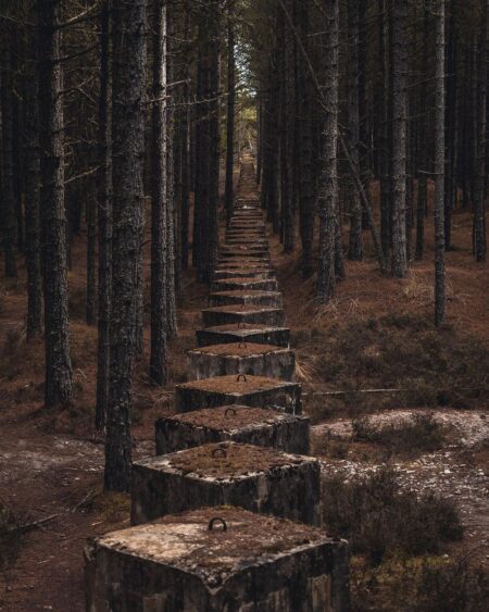 Lossie Forest