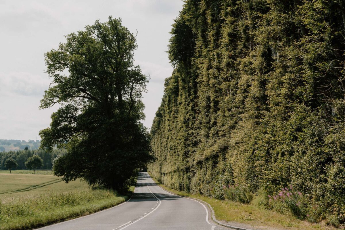 Meikleour Beech Hedge