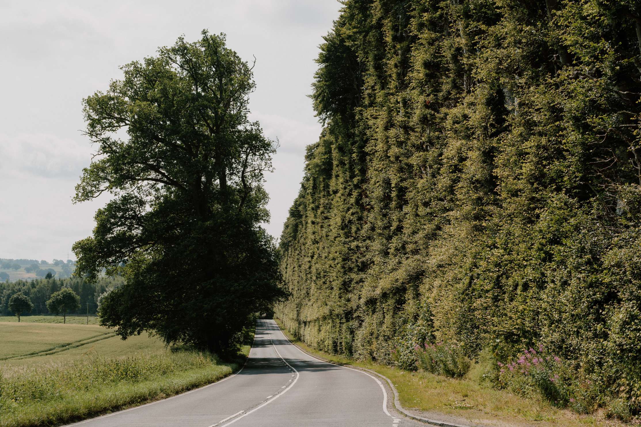 Meikleour Beech Hedge